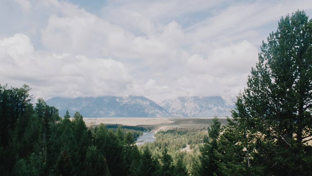 green trees near body of water under white clouds during daytime