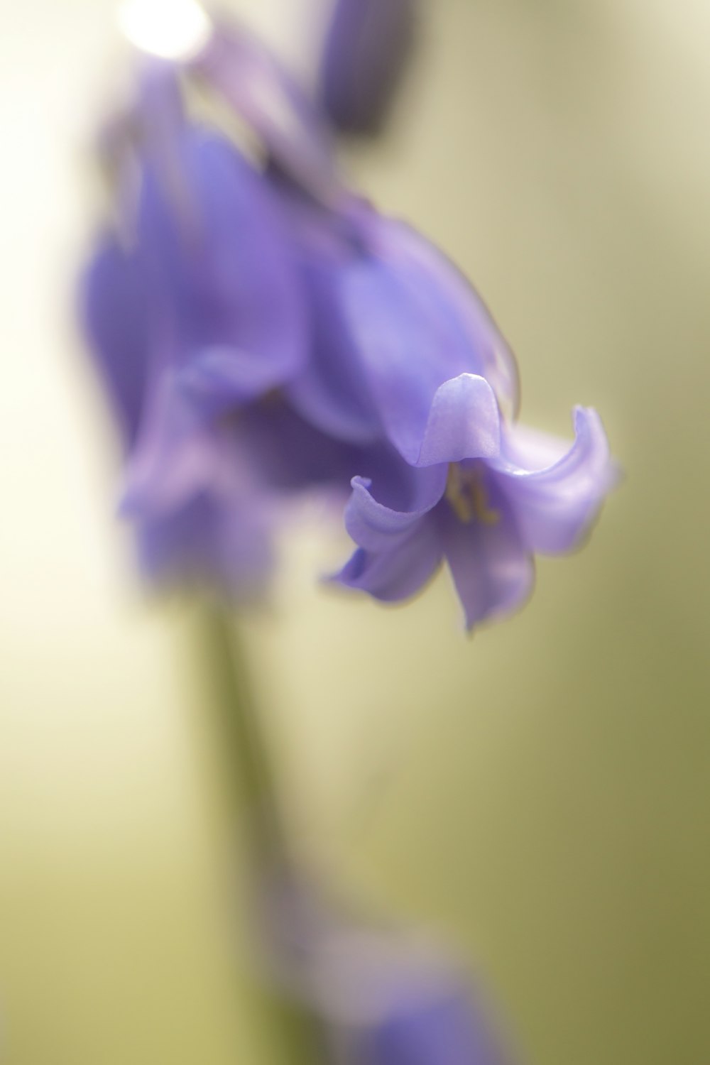 purple flower in macro shot