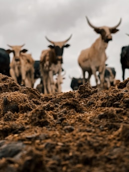 herd of white and brown goats on brown dried leaves during daytime