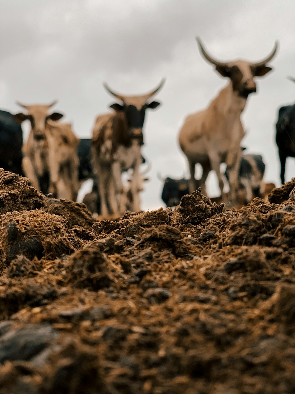 herd of white and brown goats on brown dried leaves during daytime