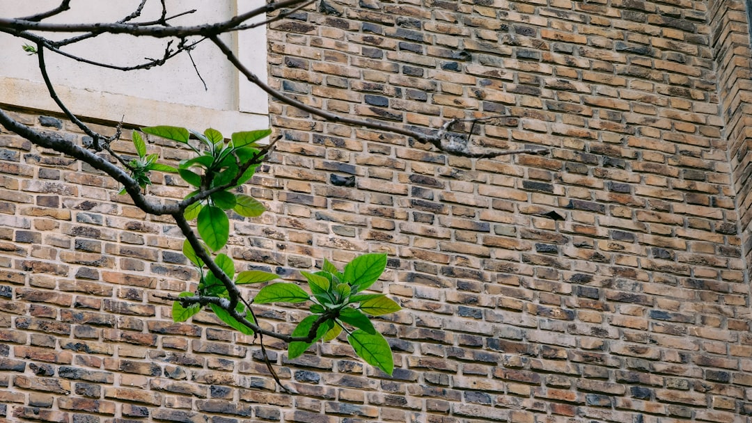green leaves on brown brick wall