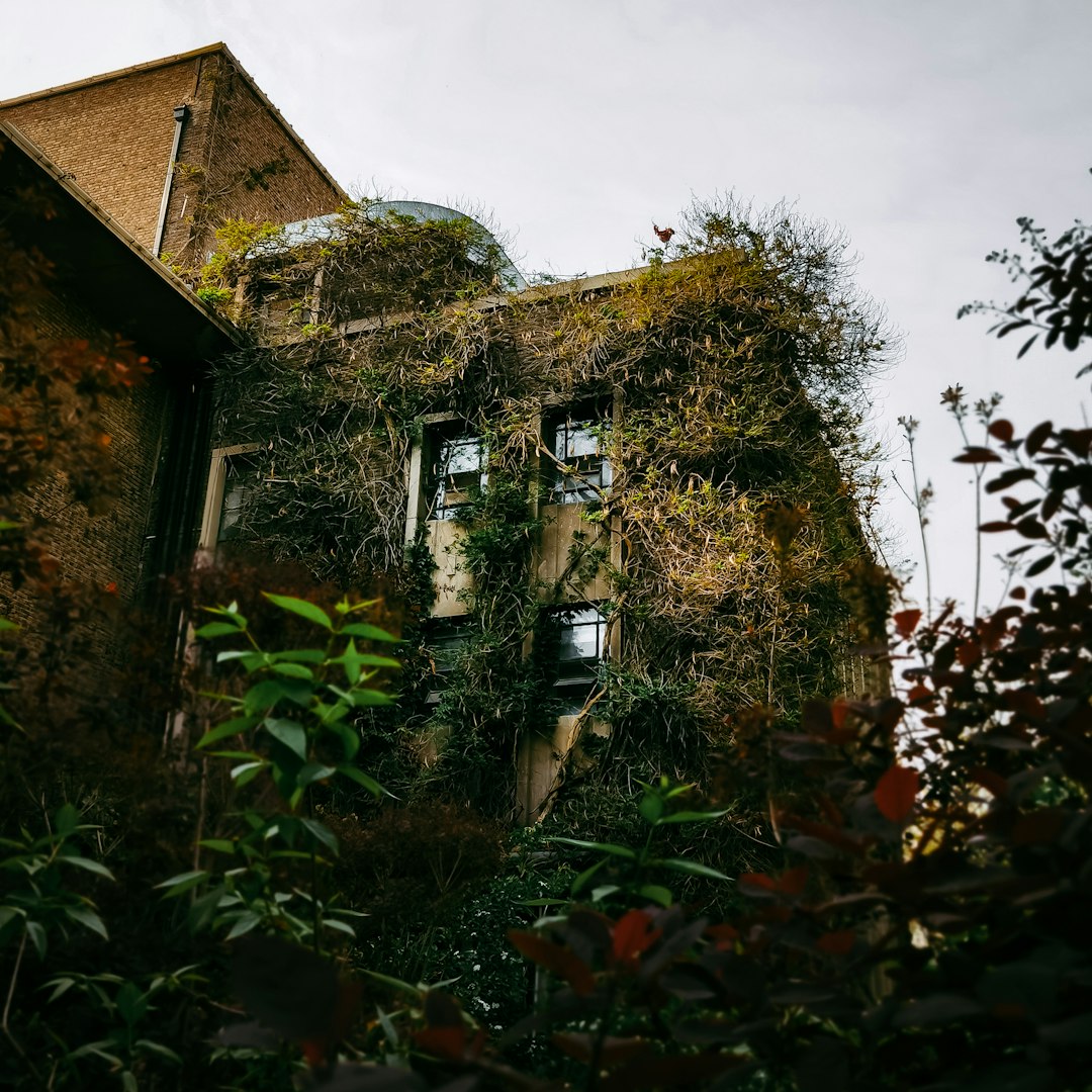 brown wooden house near green plants under white clouds during daytime