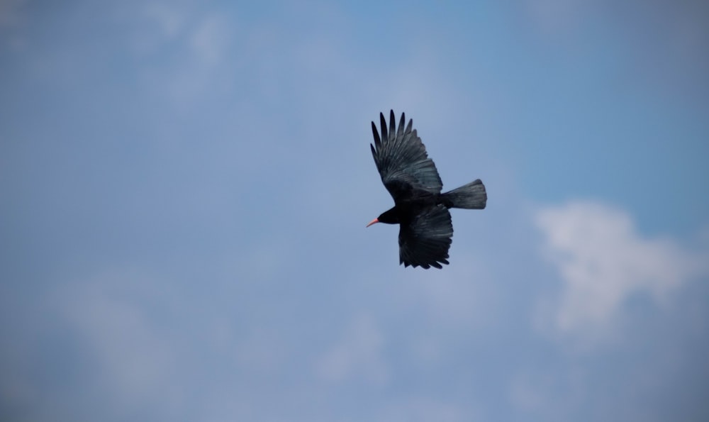 black bird flying during daytime