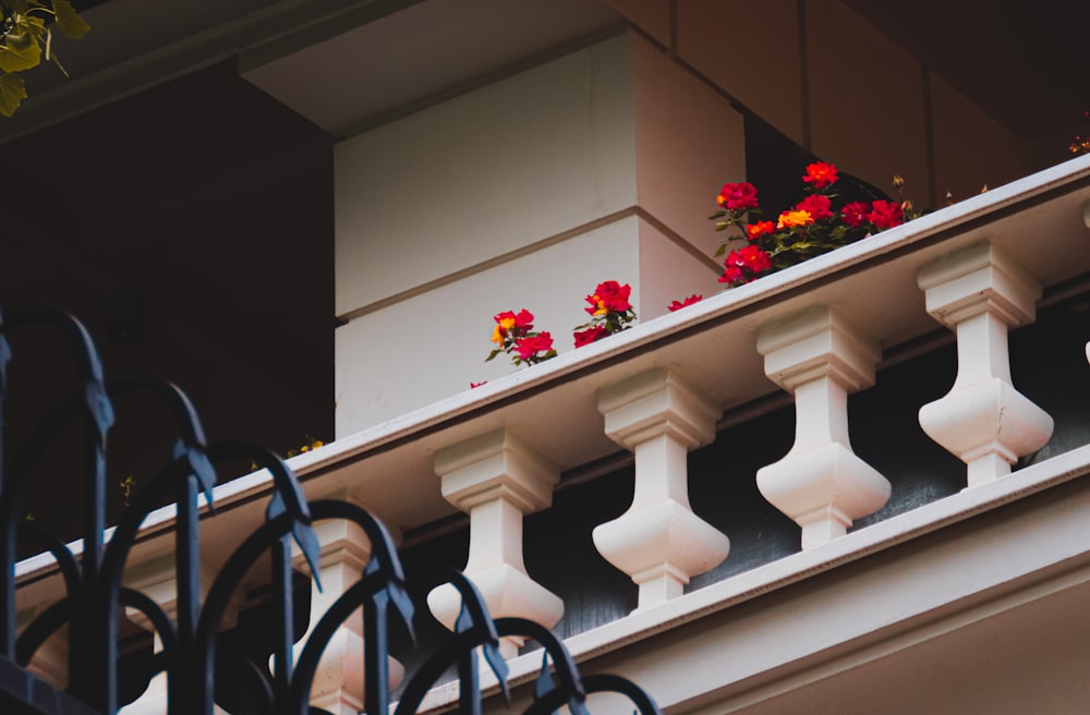 red flowers on white wooden fence