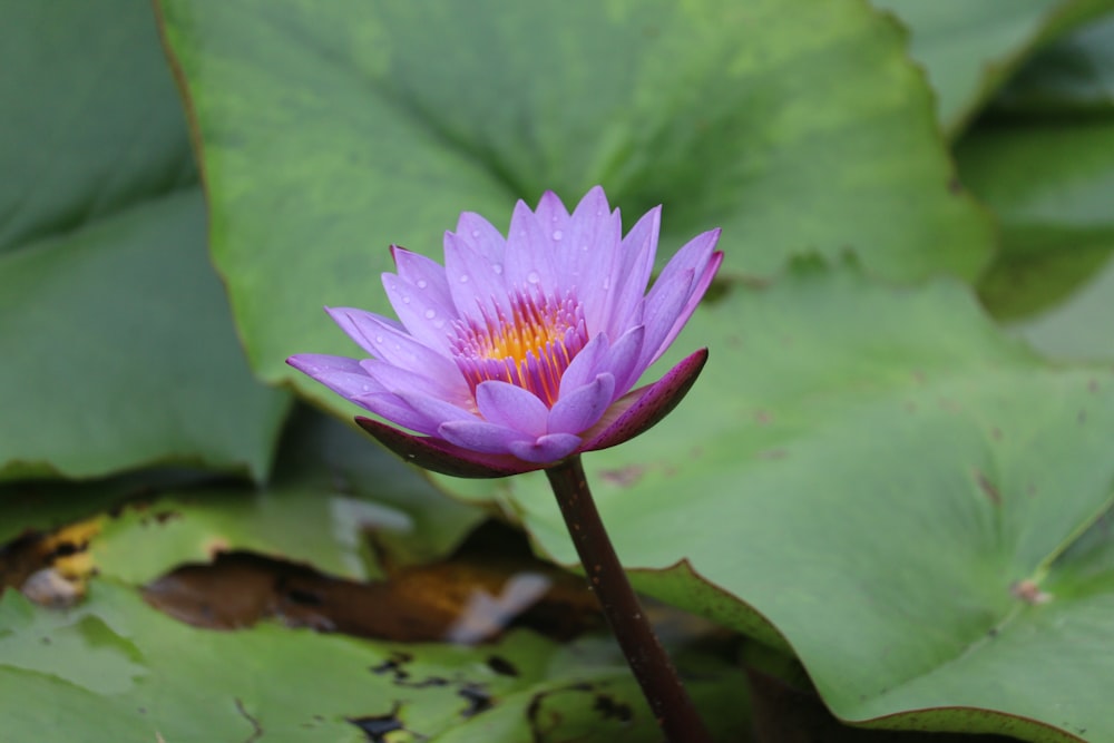 purple waterlily in bloom during daytime