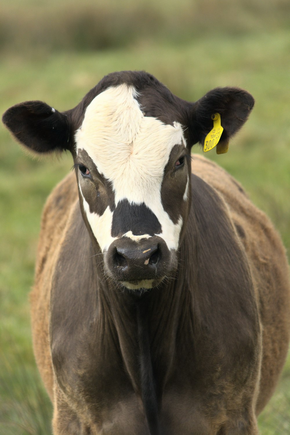 brown and white cow on green grass field during daytime