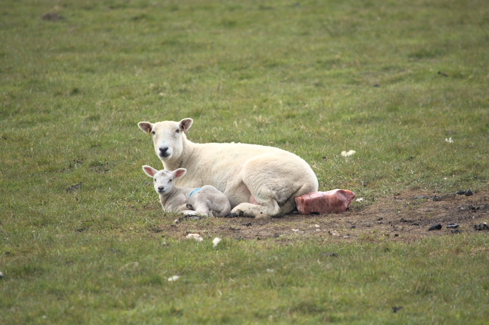 white cow lying on green grass field during daytime