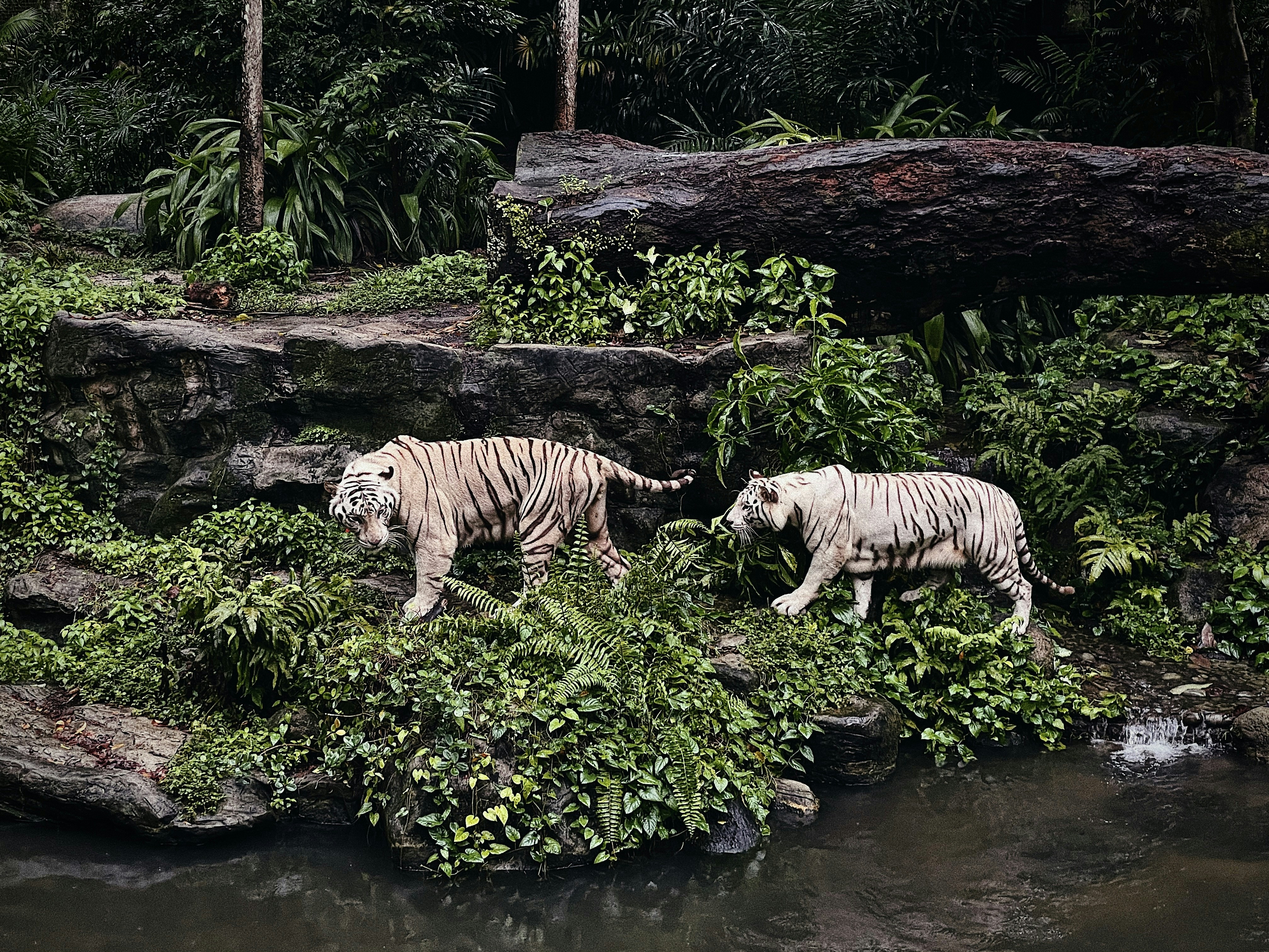 Nature’s Silent Alarm (image credits: unsplash)