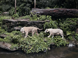 white and black tiger on water