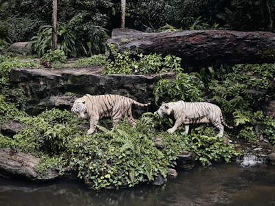 white and black tiger on water
