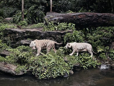 white and black tiger on water