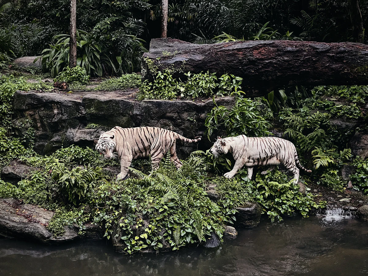 Singapura Mandai: Zoo & River Wonders 2H1M
