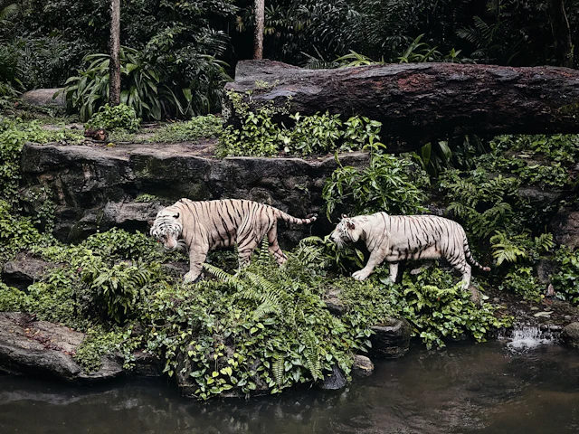 Singapura Mandai: Zoo & River Wonders 2H1M