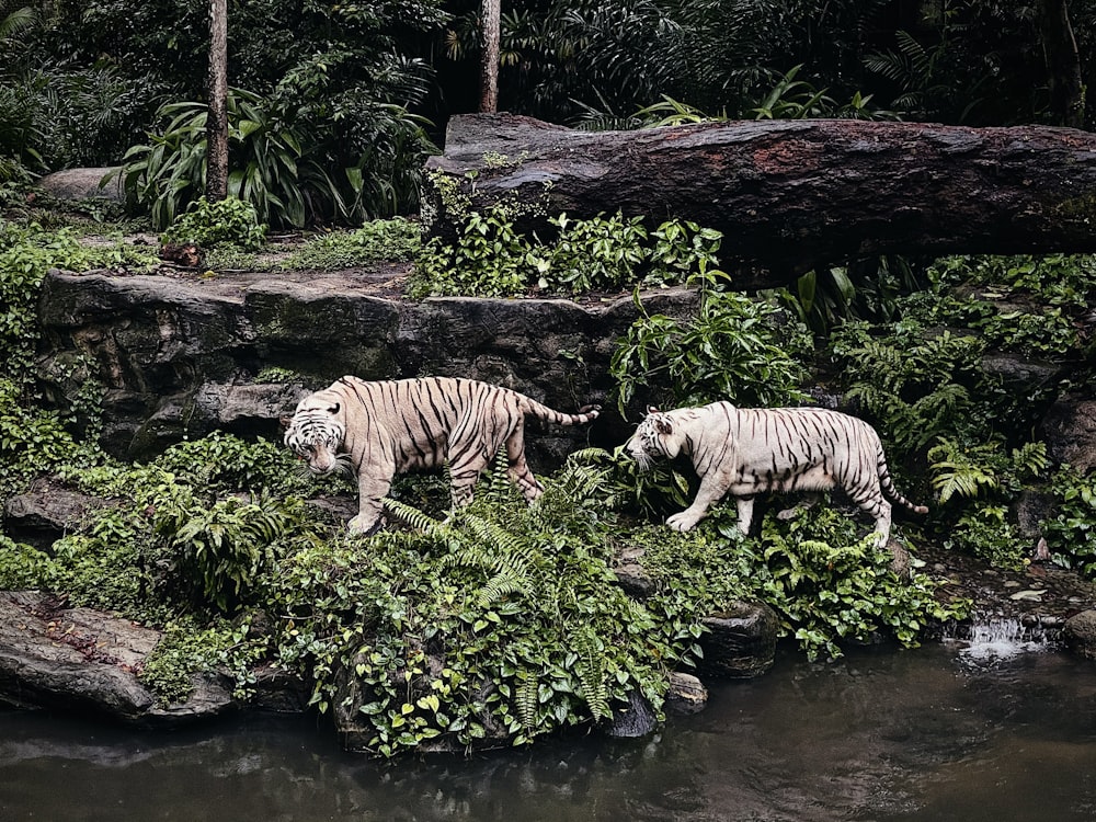 white and black tiger on water
