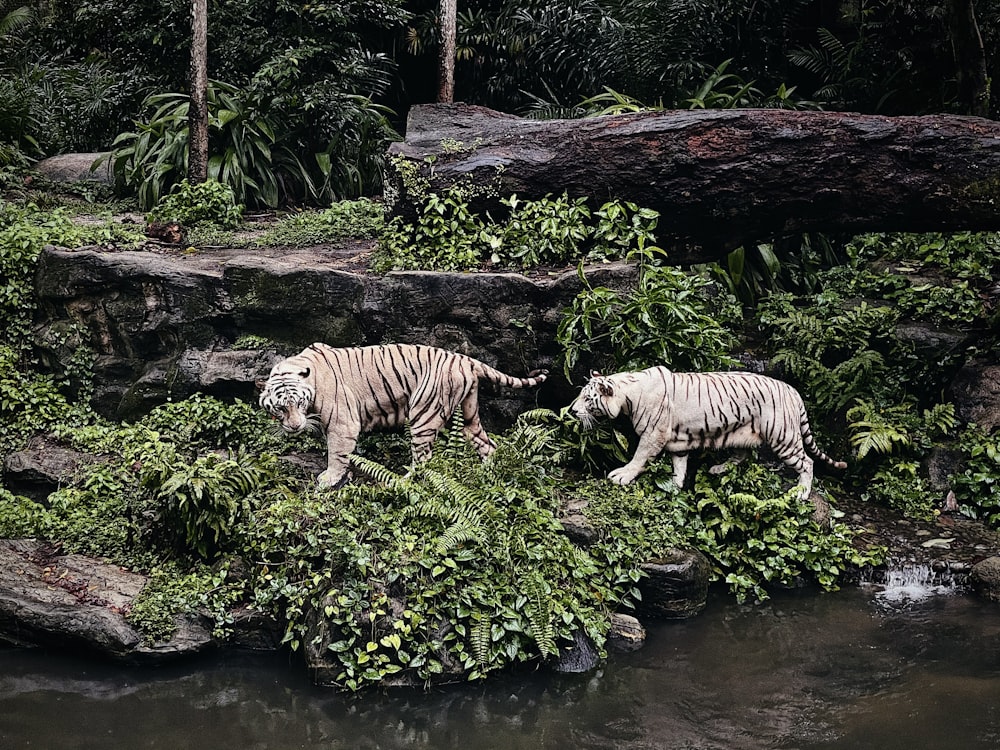 tigre blanco y negro en el agua