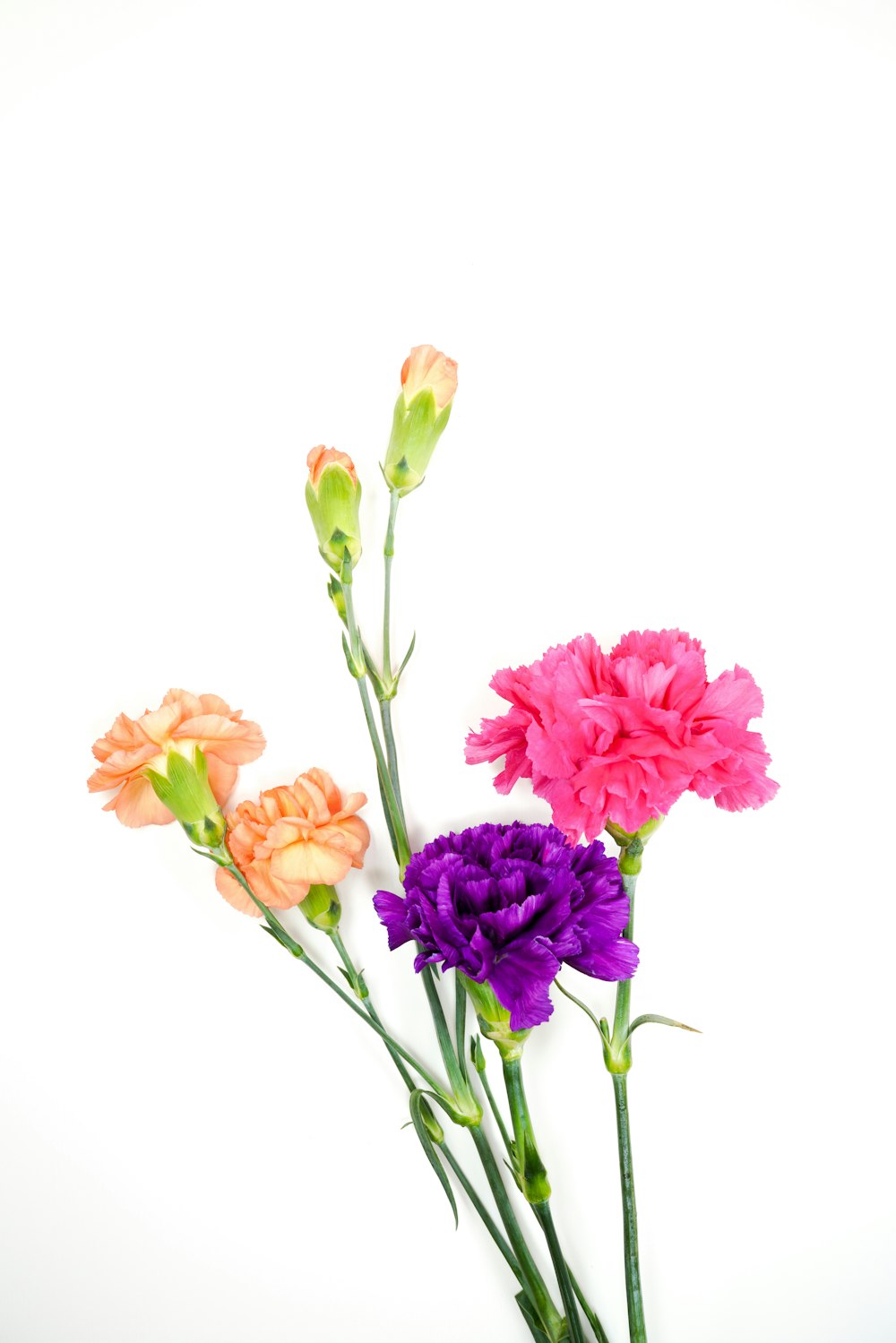 pink flowers with green leaves