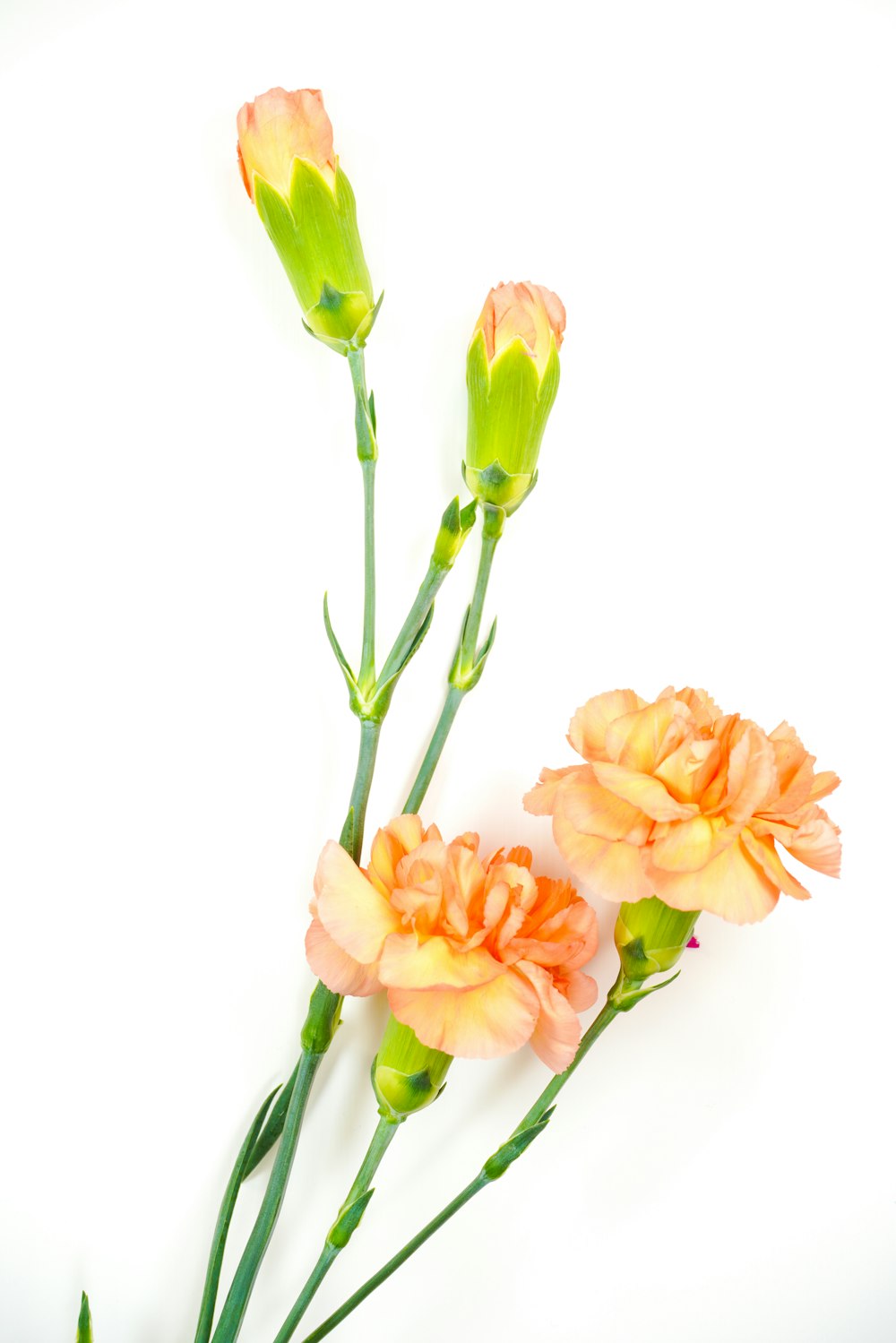 orange tulips in white background