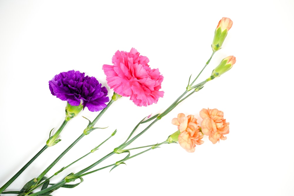 pink and yellow flowers with green leaves