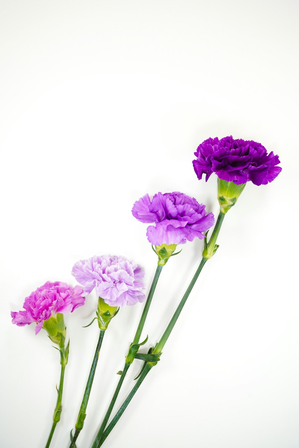 pink flowers on white background