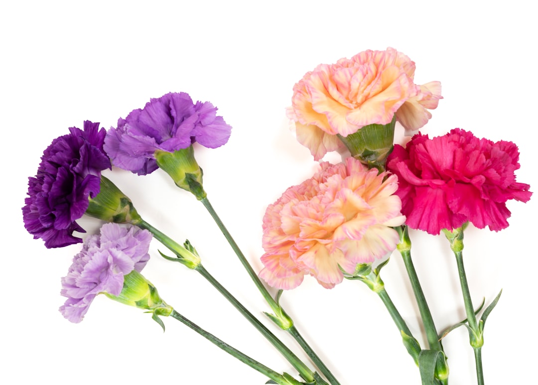 pink and white roses in white background