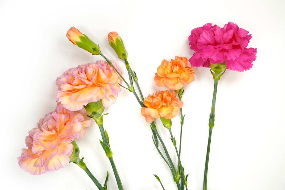 pink and yellow flowers on white surface