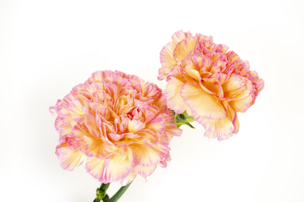 pink and yellow flower on white background