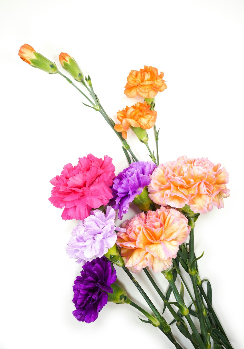 pink and orange flowers on white background