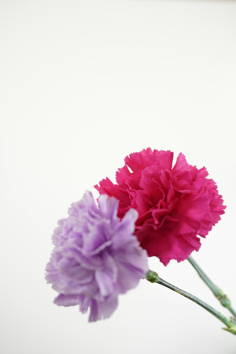 pink and purple flower on white background