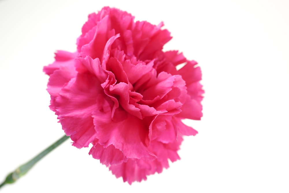 pink rose in bloom close up photo