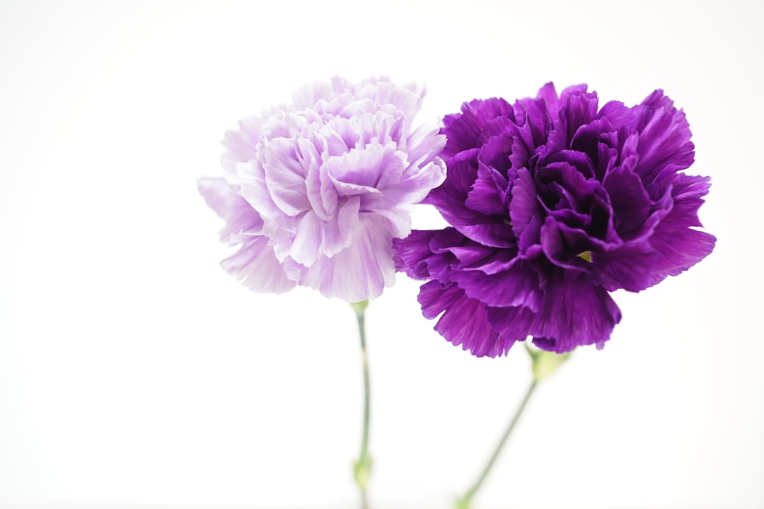 purple flower with green leaves