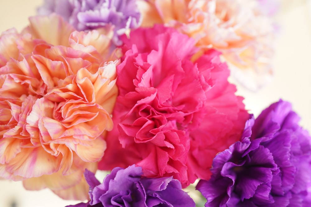 pink and white flower in macro lens photography