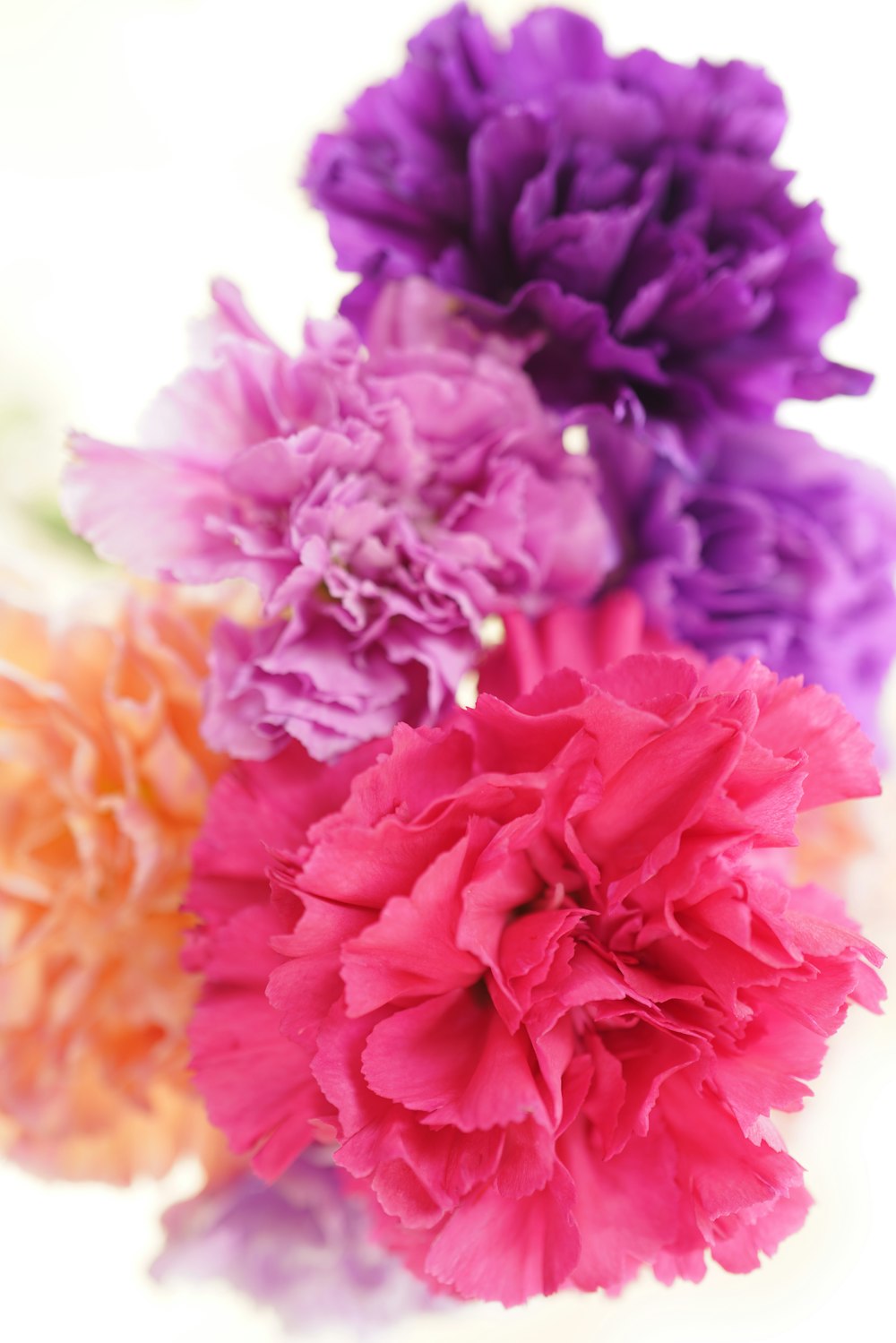 pink flower in macro shot