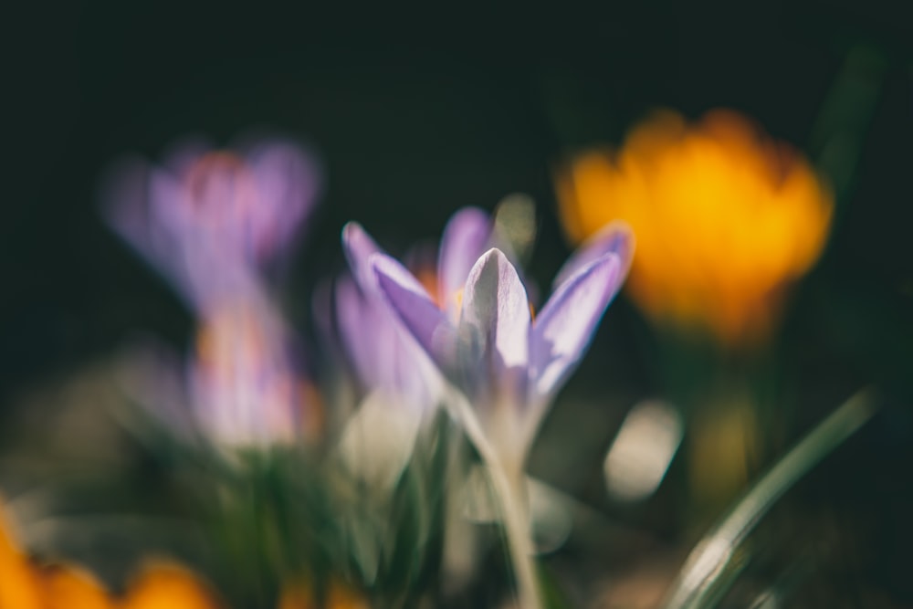 flor roxa e branca na lente tilt shift