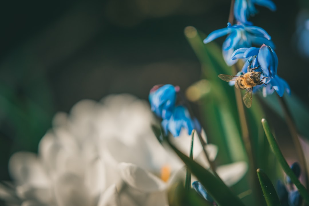 blue and yellow flower in tilt shift lens