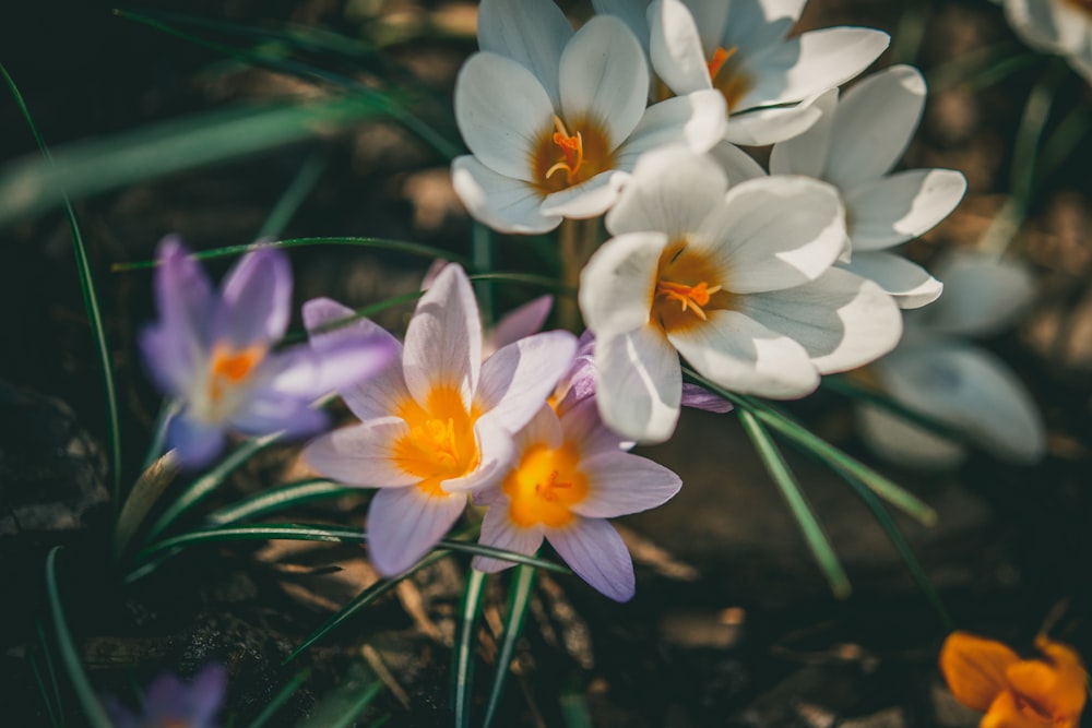 white and purple flowers on water