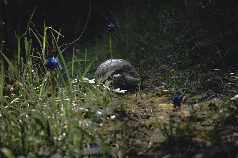 gray turtle on green grass field