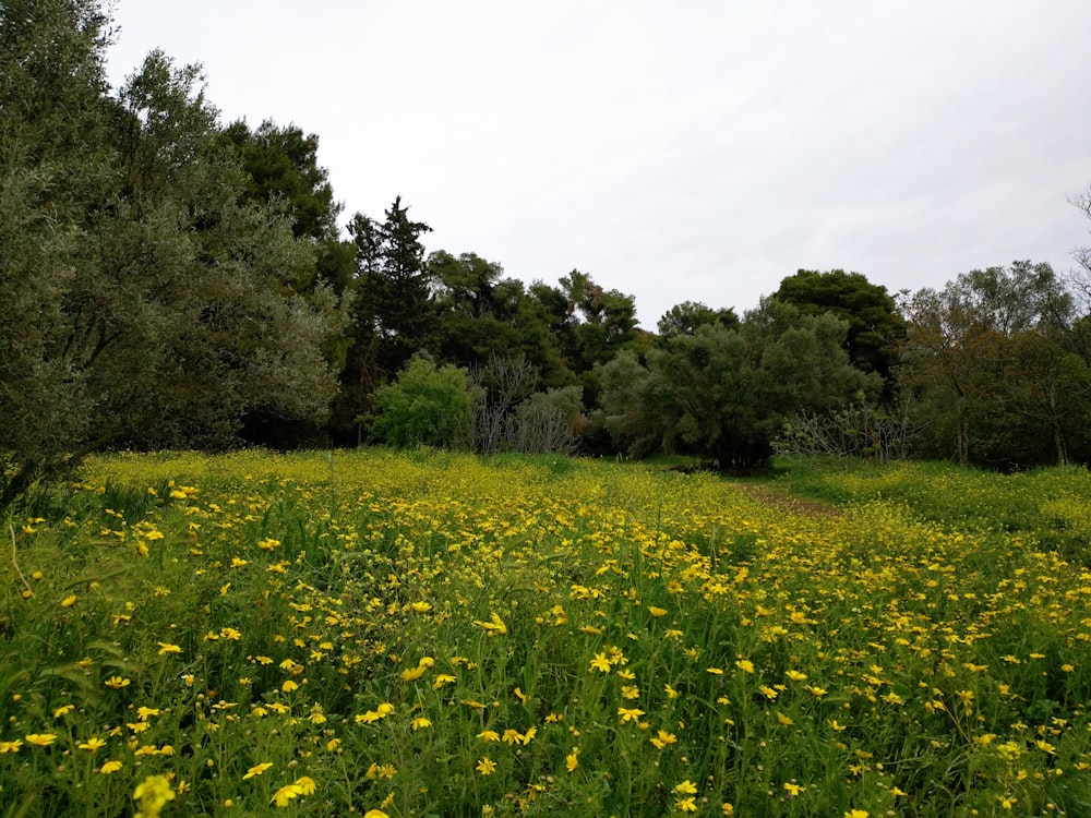 green grass field with trees