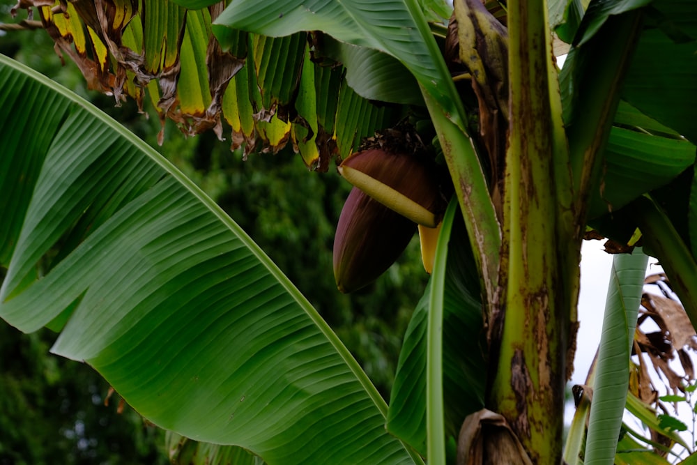 banana tree with green leaves