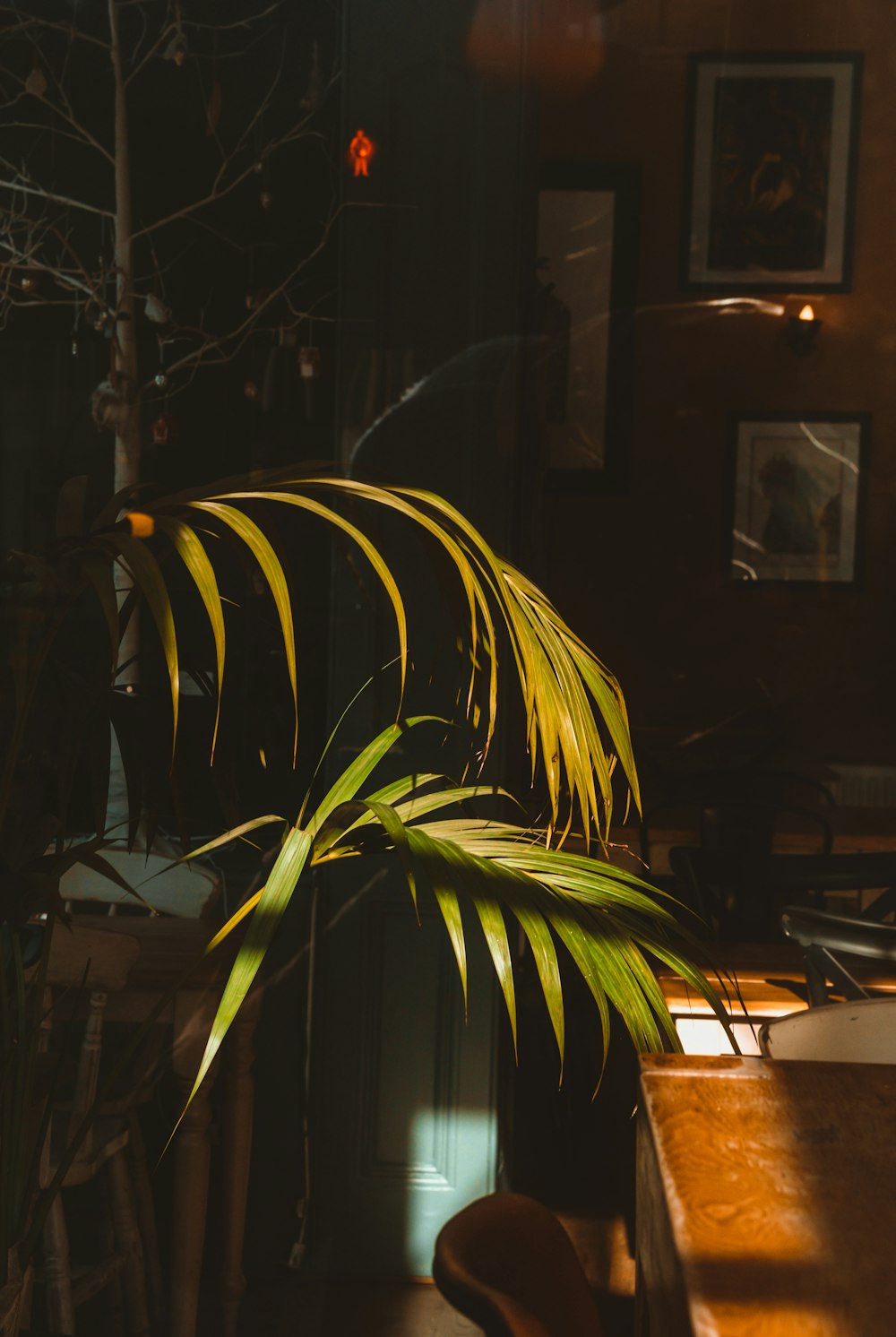 green plant near brown wooden table