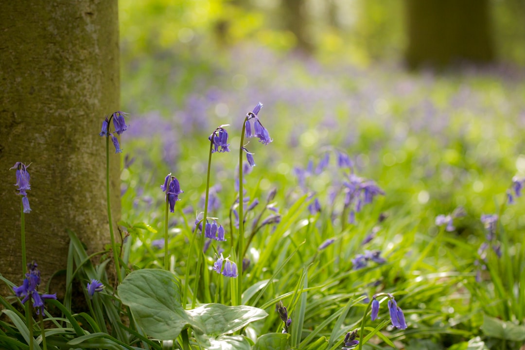 purple flower with green leaves