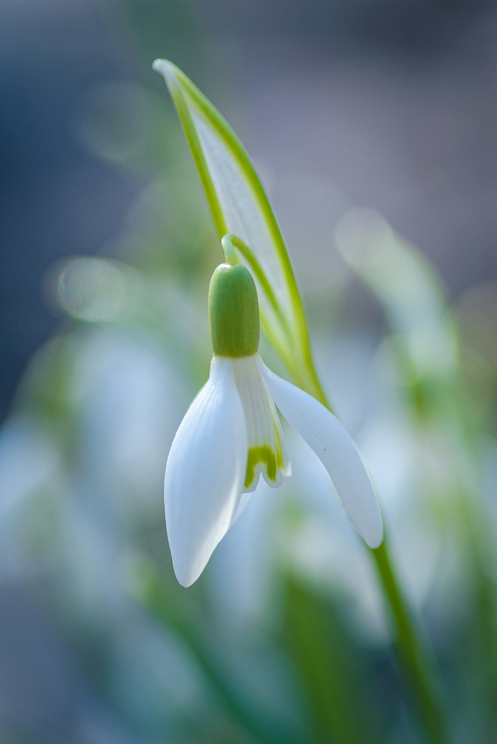 white flower in tilt shift lens