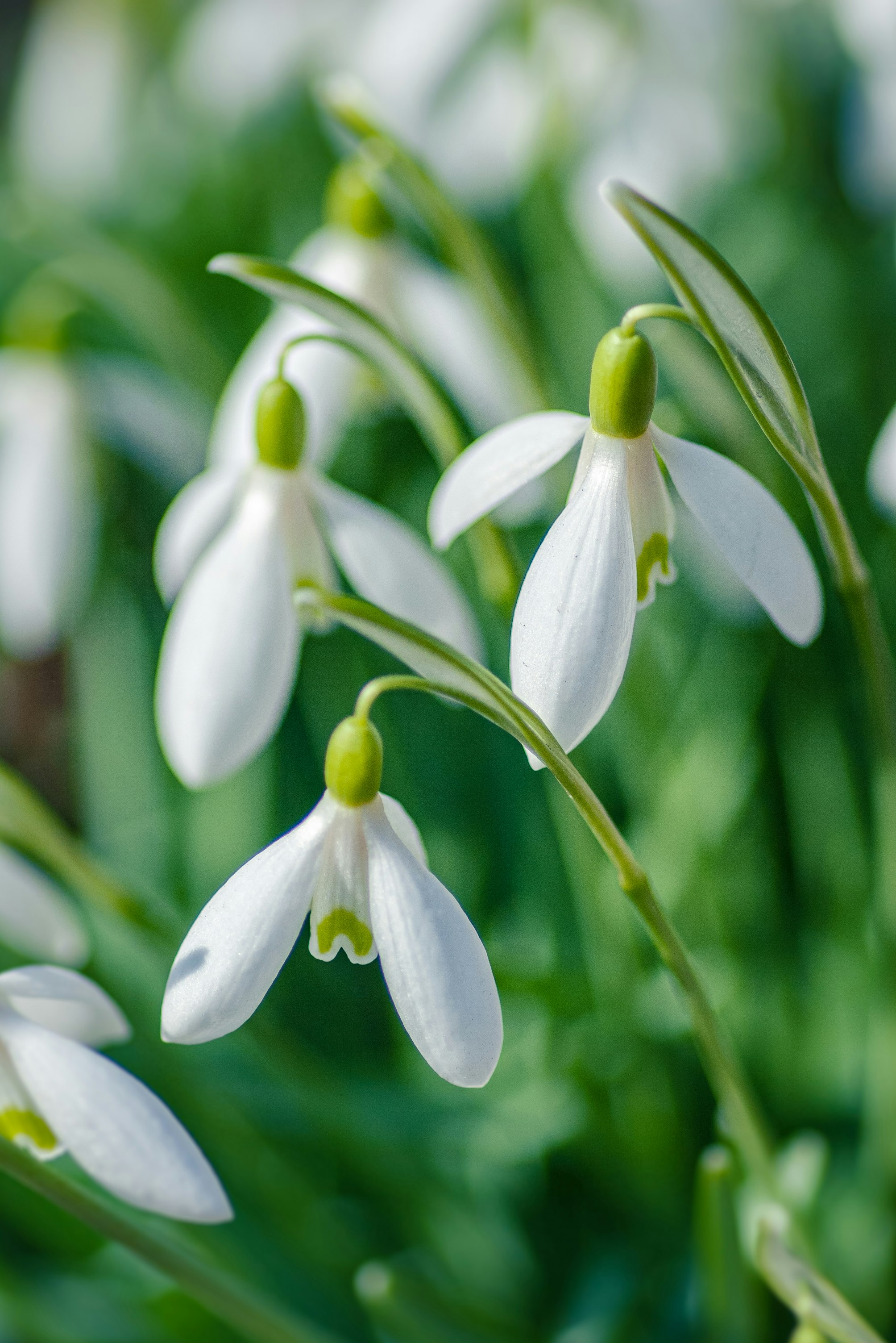 white and green flower in macro lens