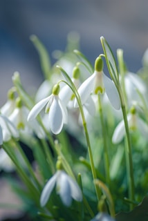 white flowers in tilt shift lens