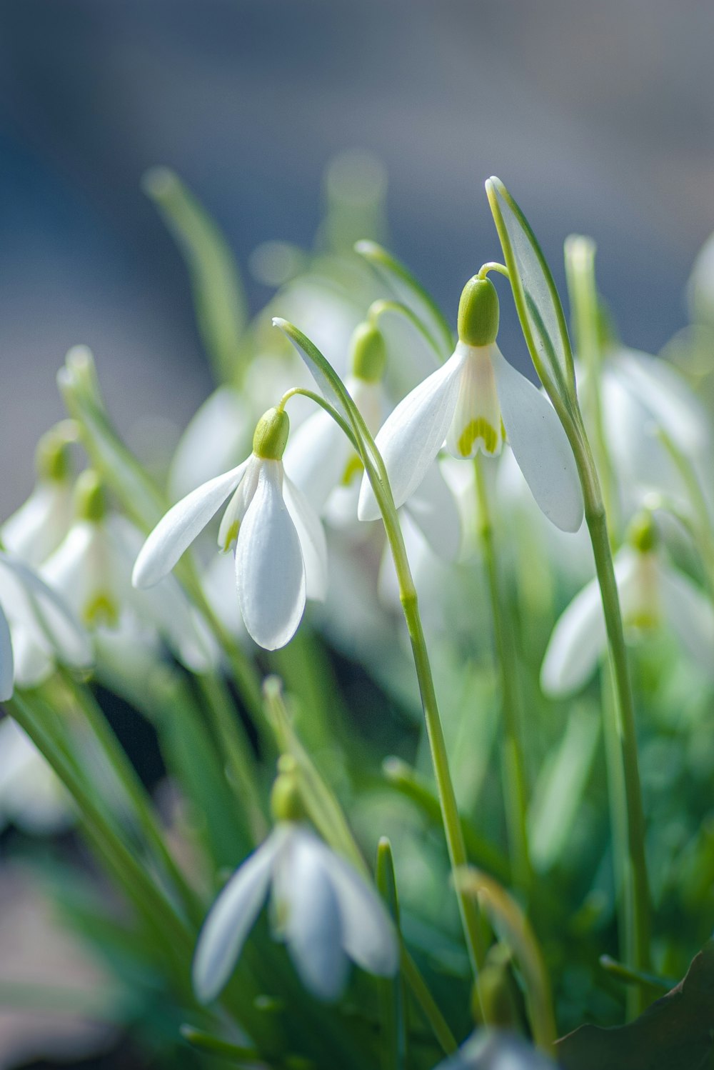 white flowers in tilt shift lens