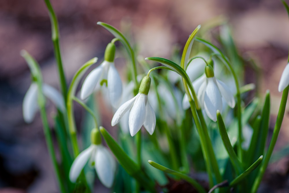 white flowers in tilt shift lens