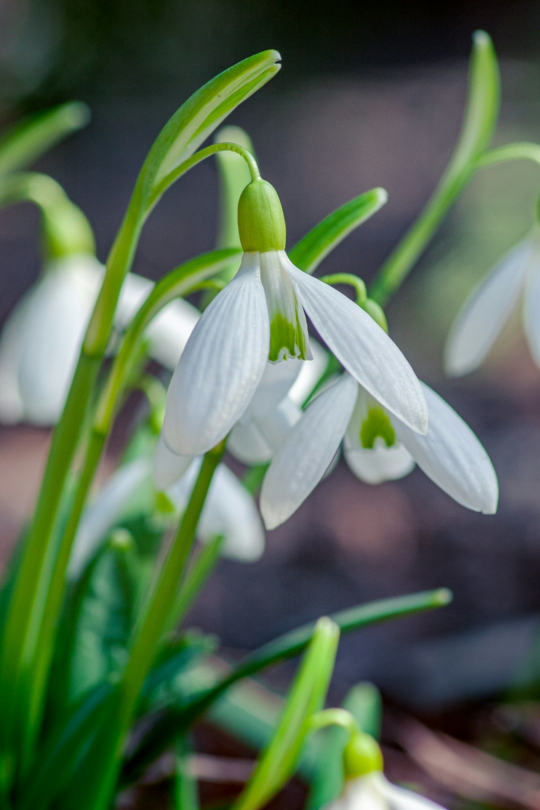 white flower in tilt shift lens