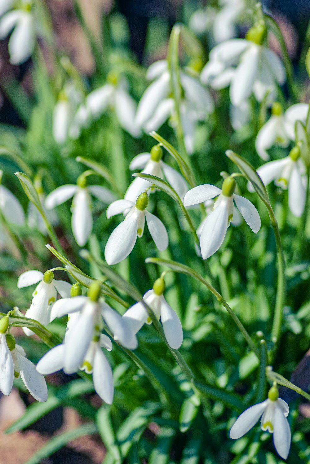 white flowers with green leaves