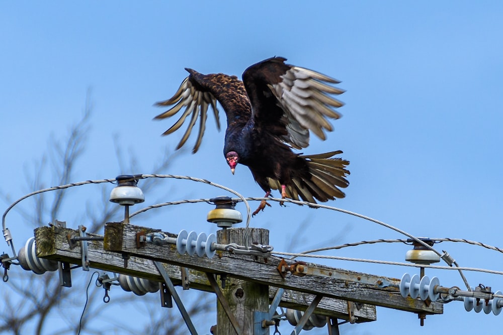 brown bird on gray metal fence during daytime