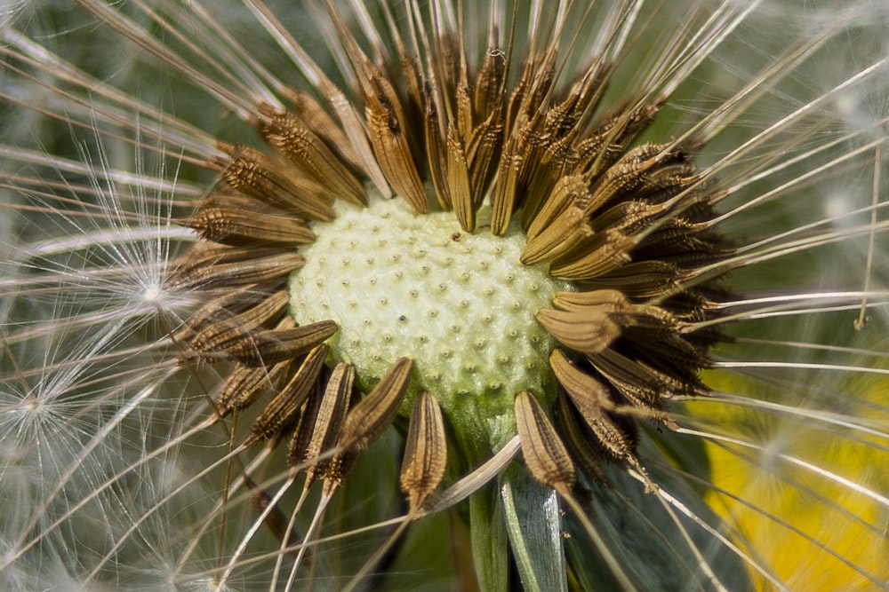 white dandelion in close up photography