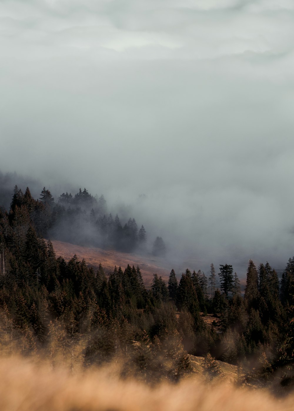 green trees on foggy weather